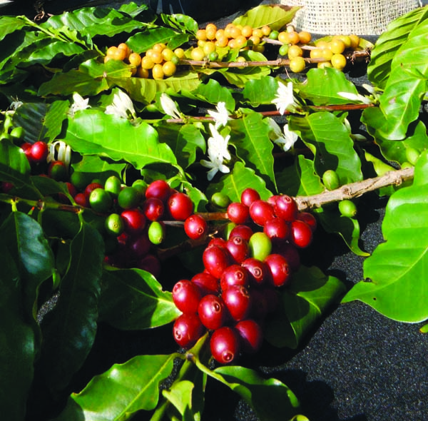 Coffee roasts, mocktails and a 'Barista Throwdown' highlight fest | News, Sports, Jobs - Vimarsana News